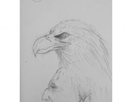 Indian eagle