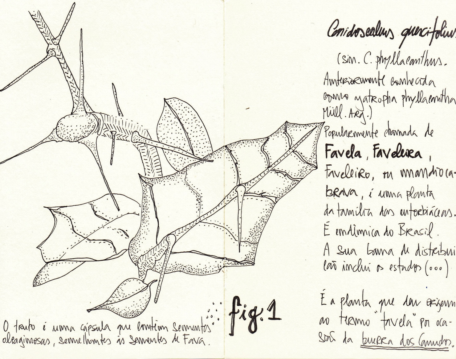 cnidoscolus quercifolius