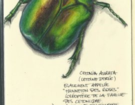 Cetonia_Aurata