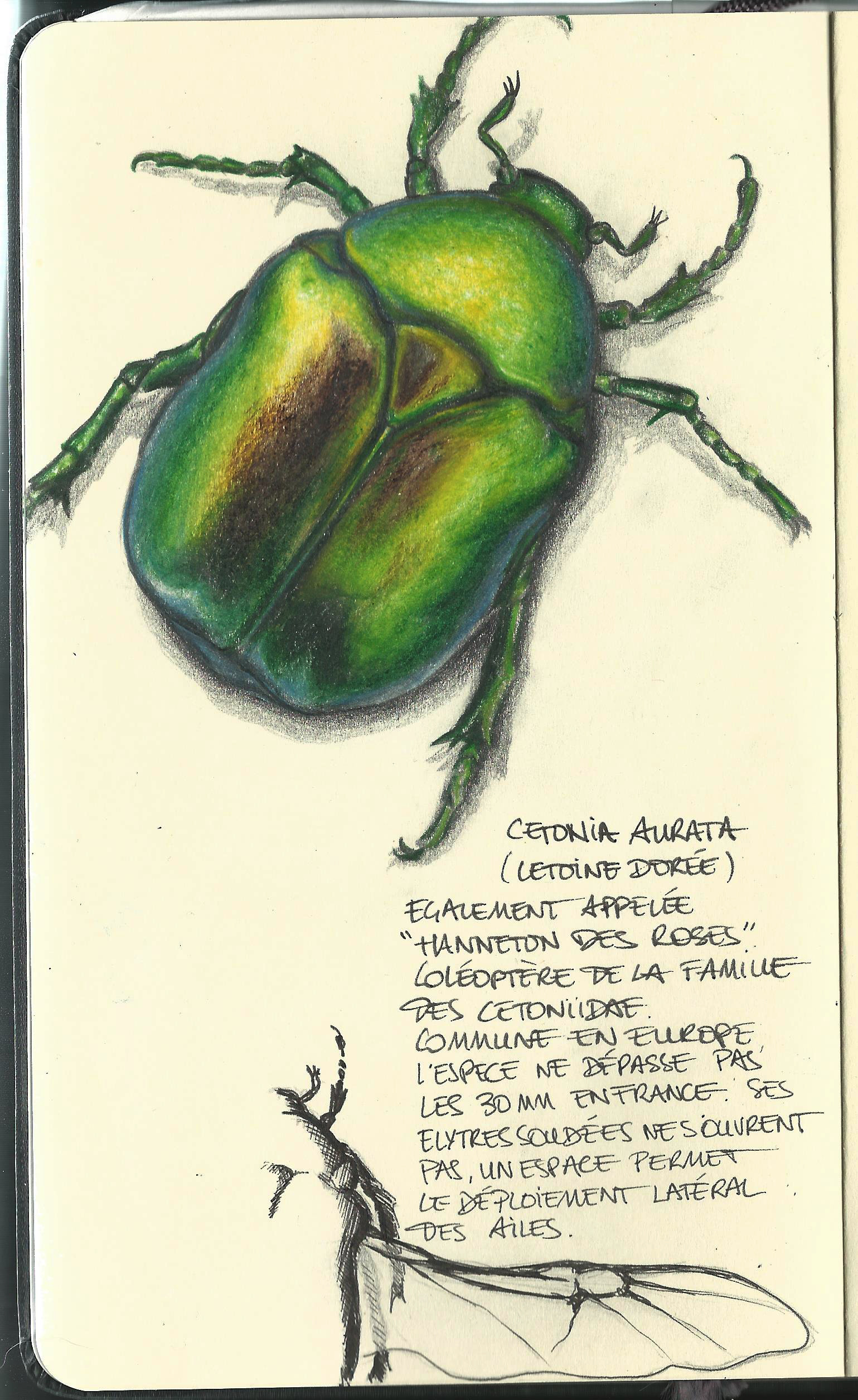 Cetonia_Aurata