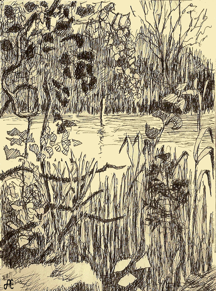 Swamp at Manresa