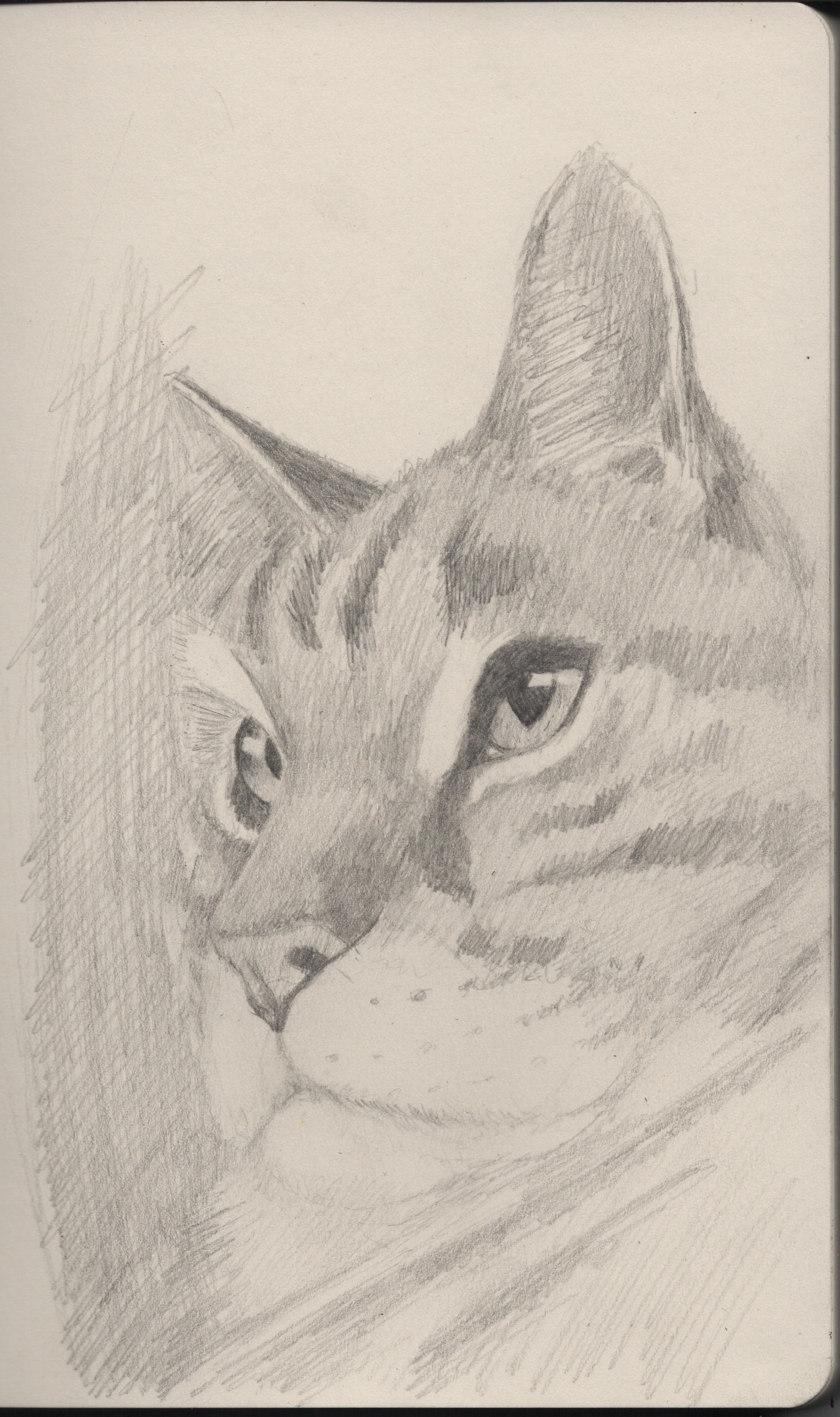yes…a cat drawing