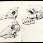 Birdman skulls