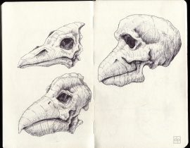Birdman skulls