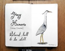 Harriet the Grey Heron