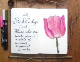 Pink Tulip