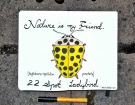 Yellow Ladybird