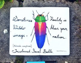 Tricoloured jewel beetle.