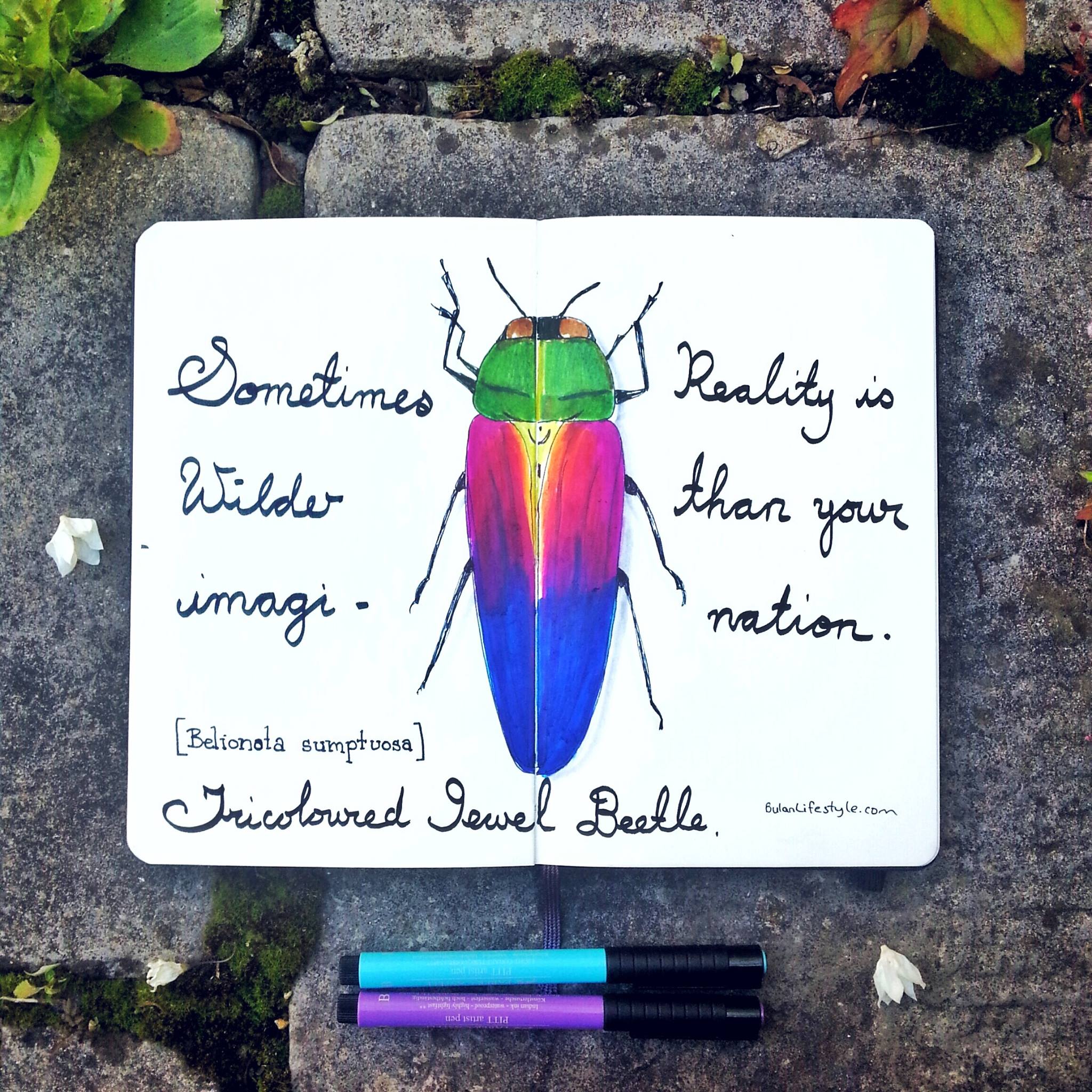 Tricoloured jewel beetle.