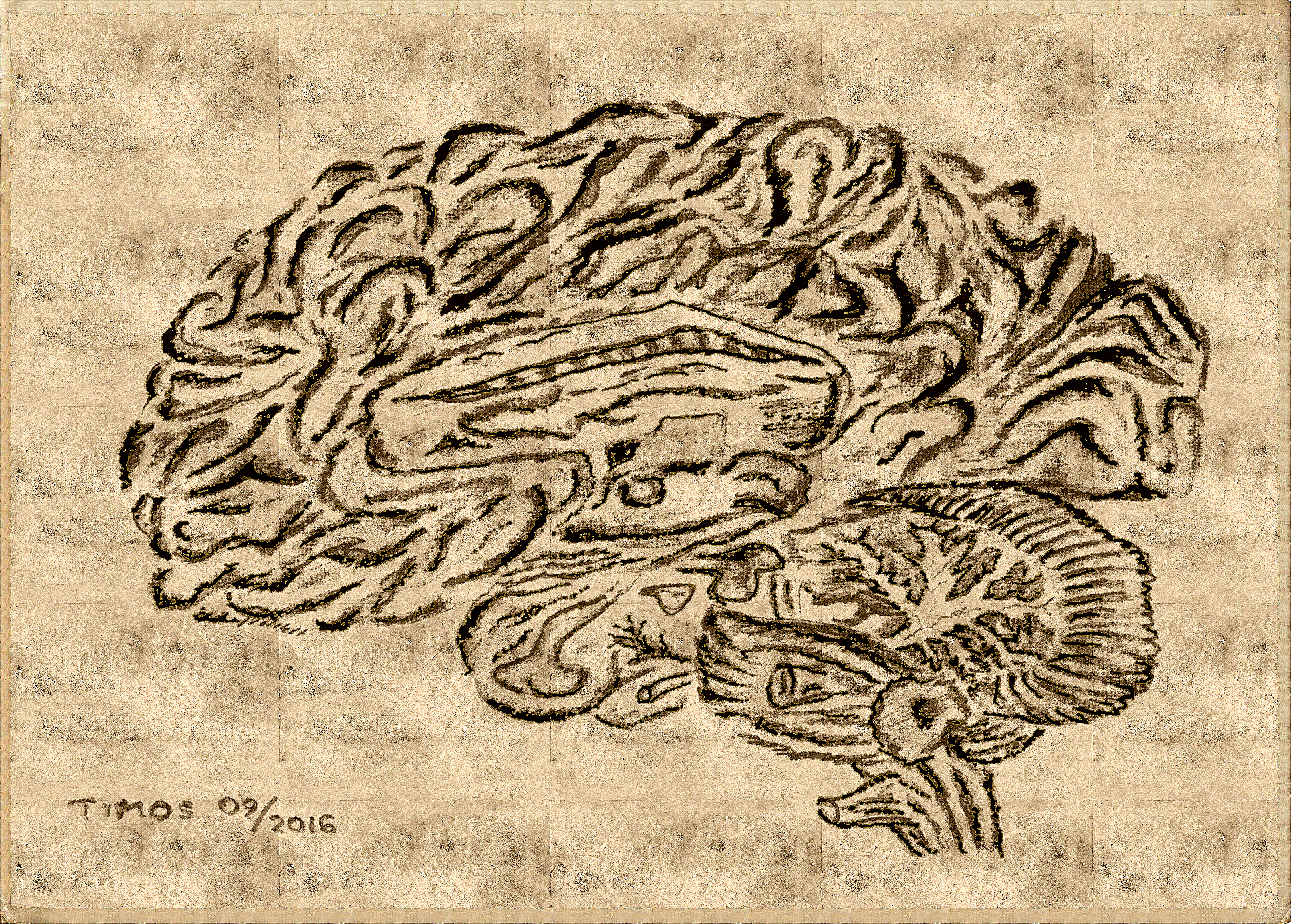 Brain, anatomical