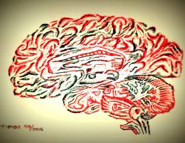Brain, anatomical (6)