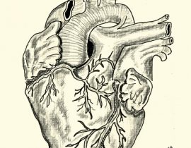 Heart – anatomical