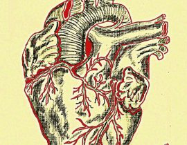 Heart – anatomical