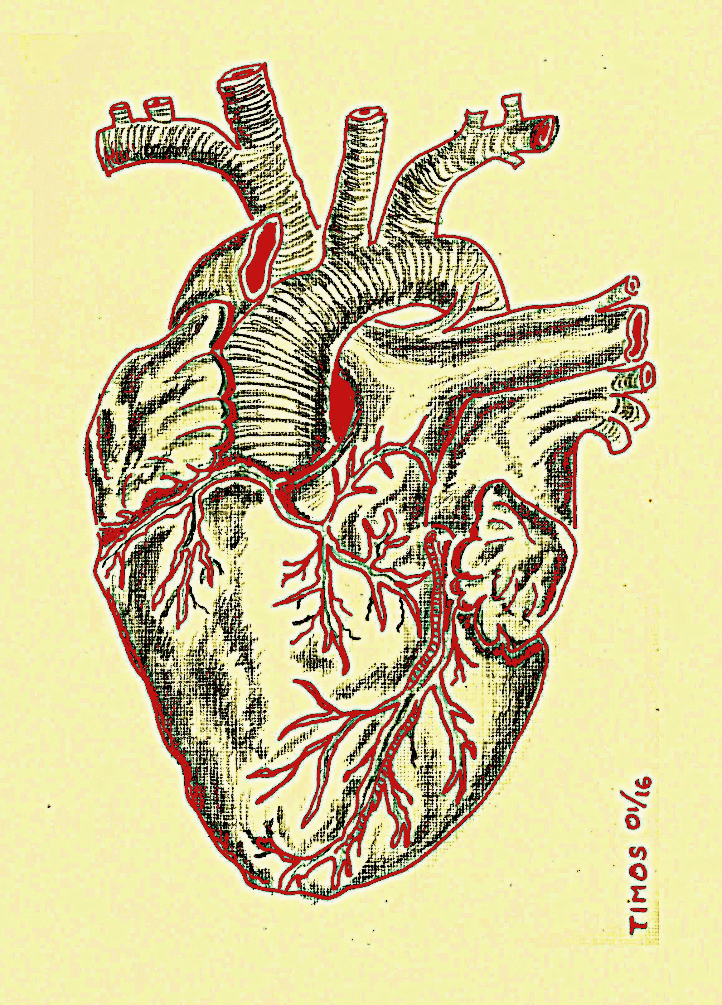 Heart – anatomical