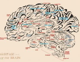 Brain, anatomical