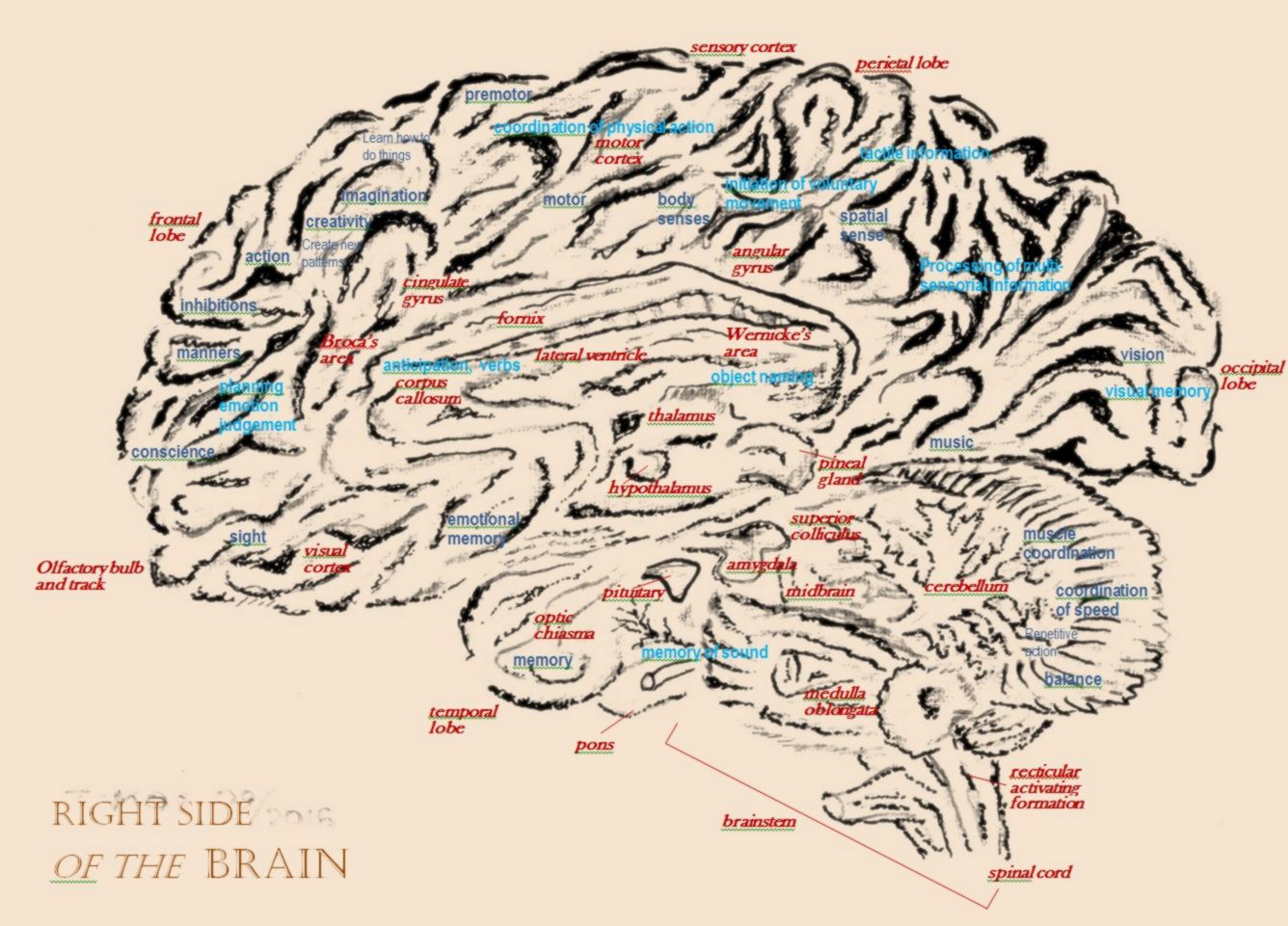 Brain, anatomical