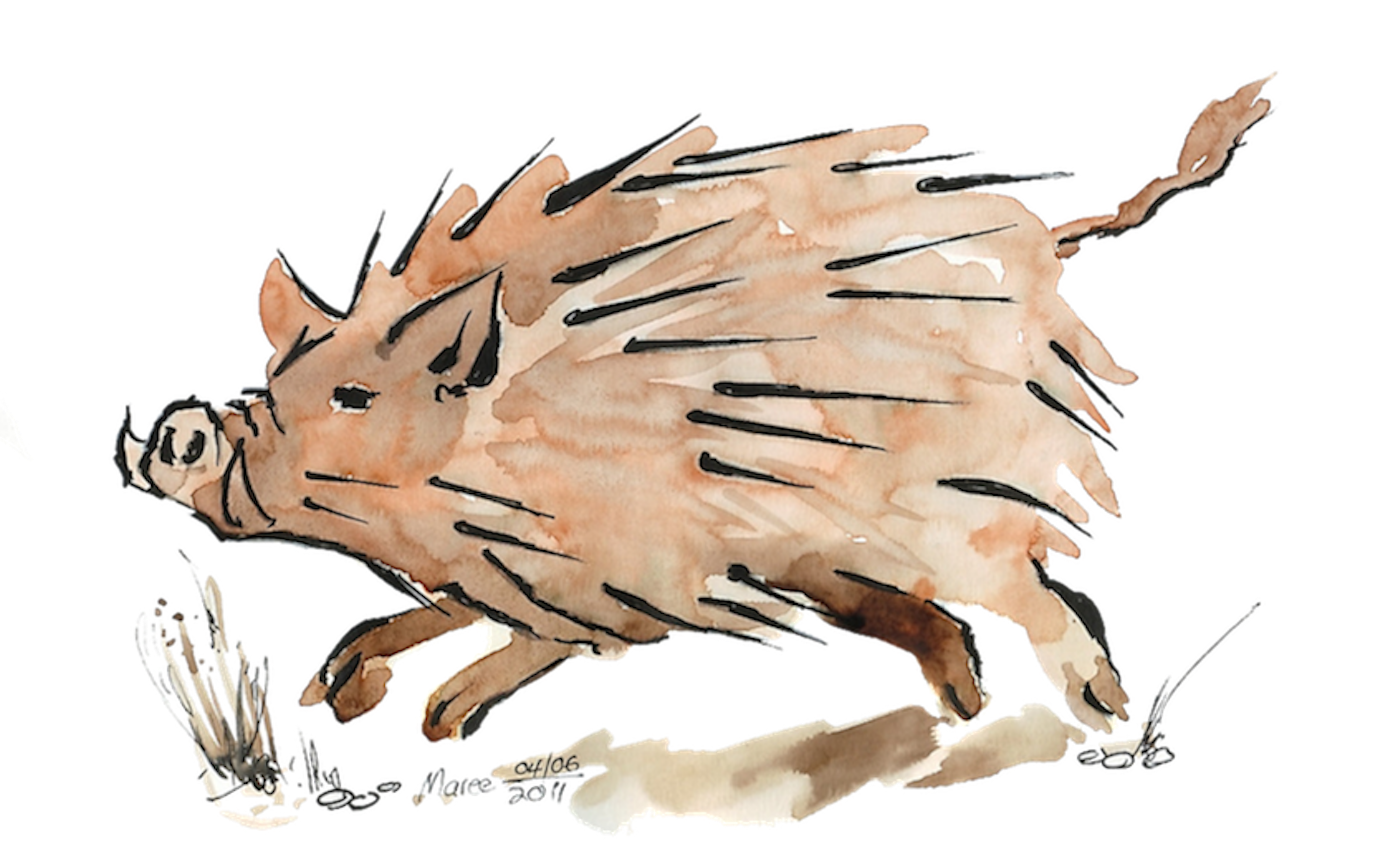 Warthog sketch in Moleskine Folio 200gsm