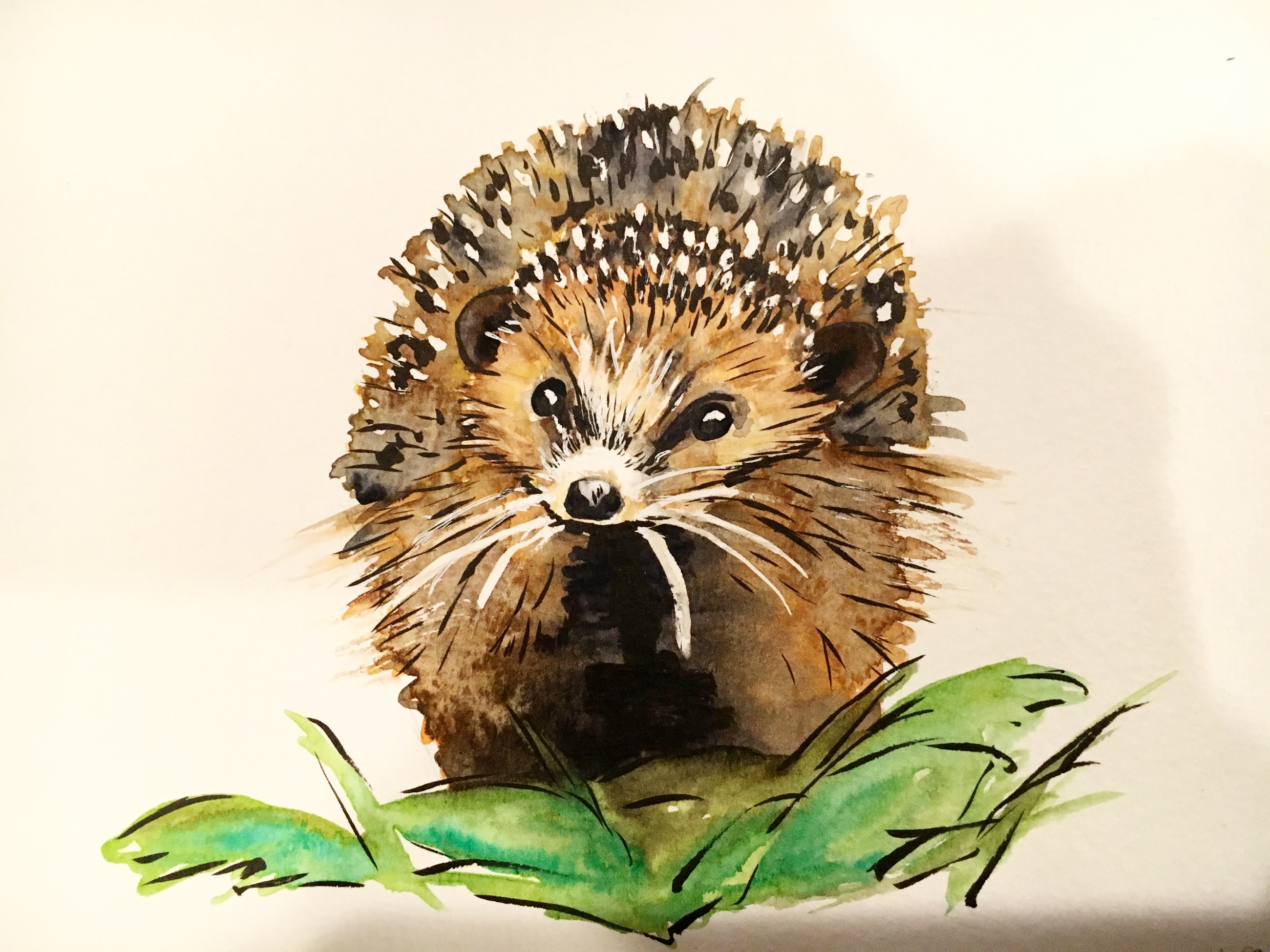 Watercolor Hedgehog