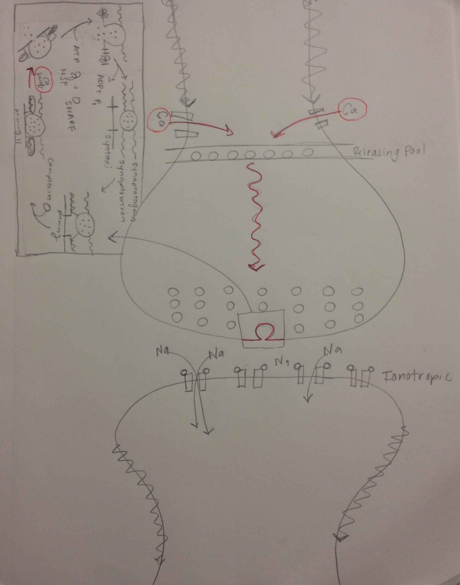 Neuron