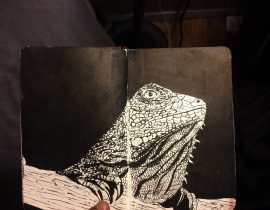 Iguana