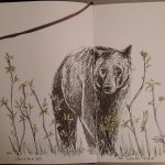 Black Bear 002