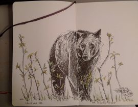 Black Bear 002