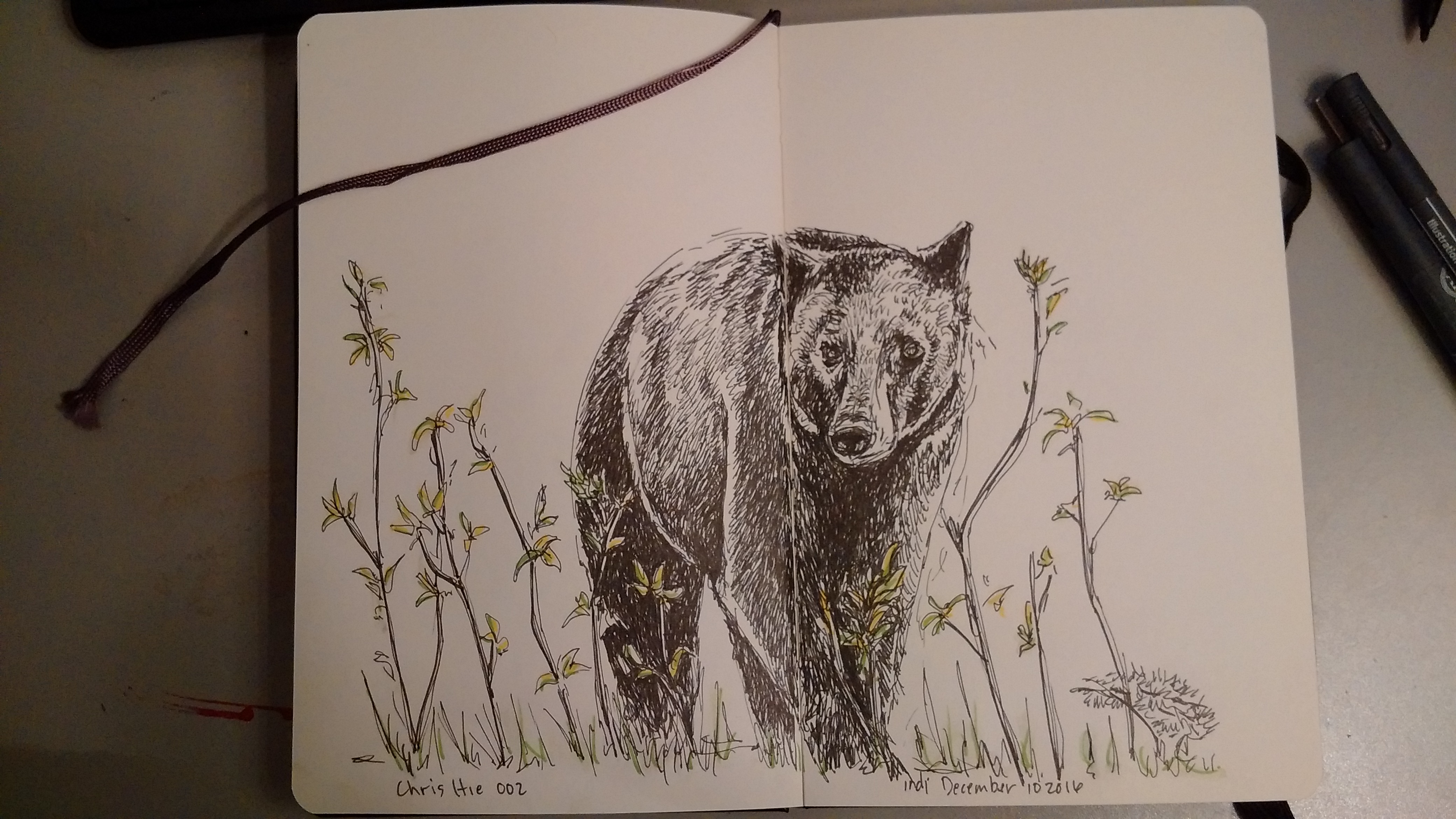 Black Bear 002