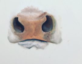 Cows nose