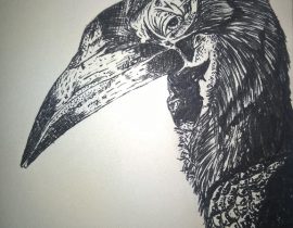 Southern Ground Hornbill
