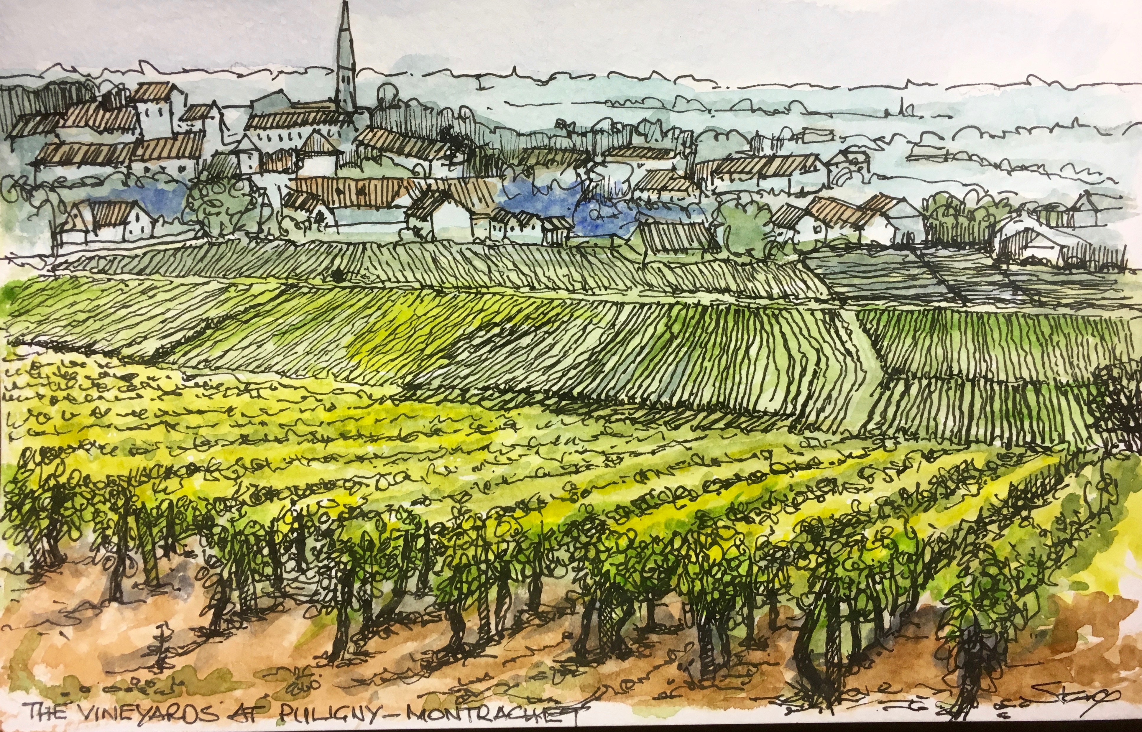 A classic Burgundy vineyard
