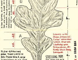 post oak – detailed
