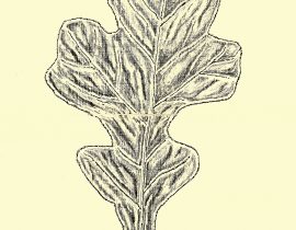post oak – full leaf