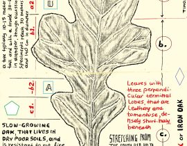 post oak – detailed