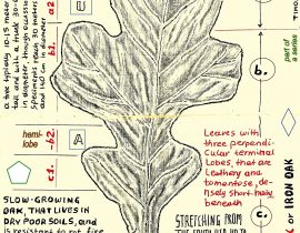 post oak – full leaf