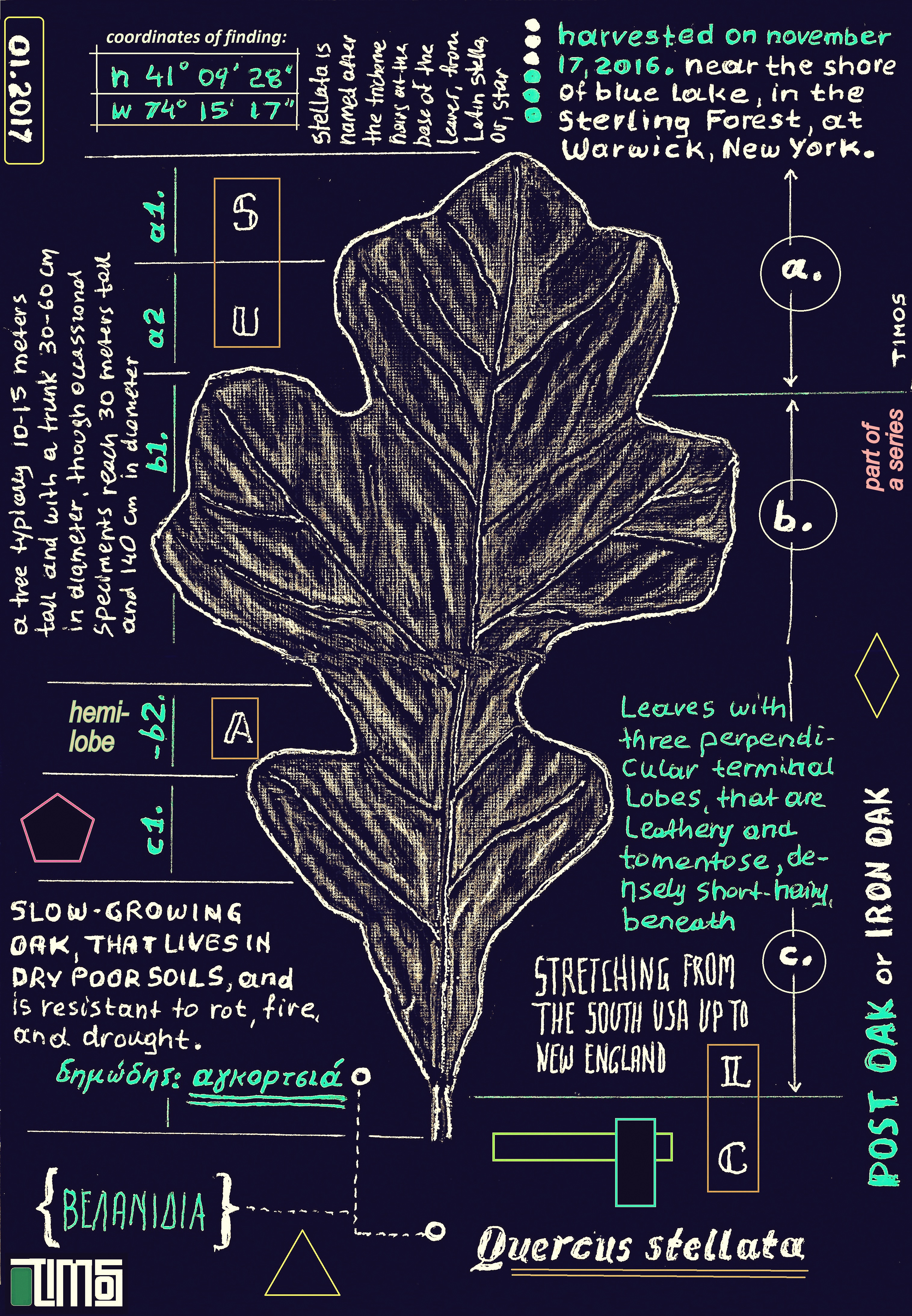 post oak – full leaf