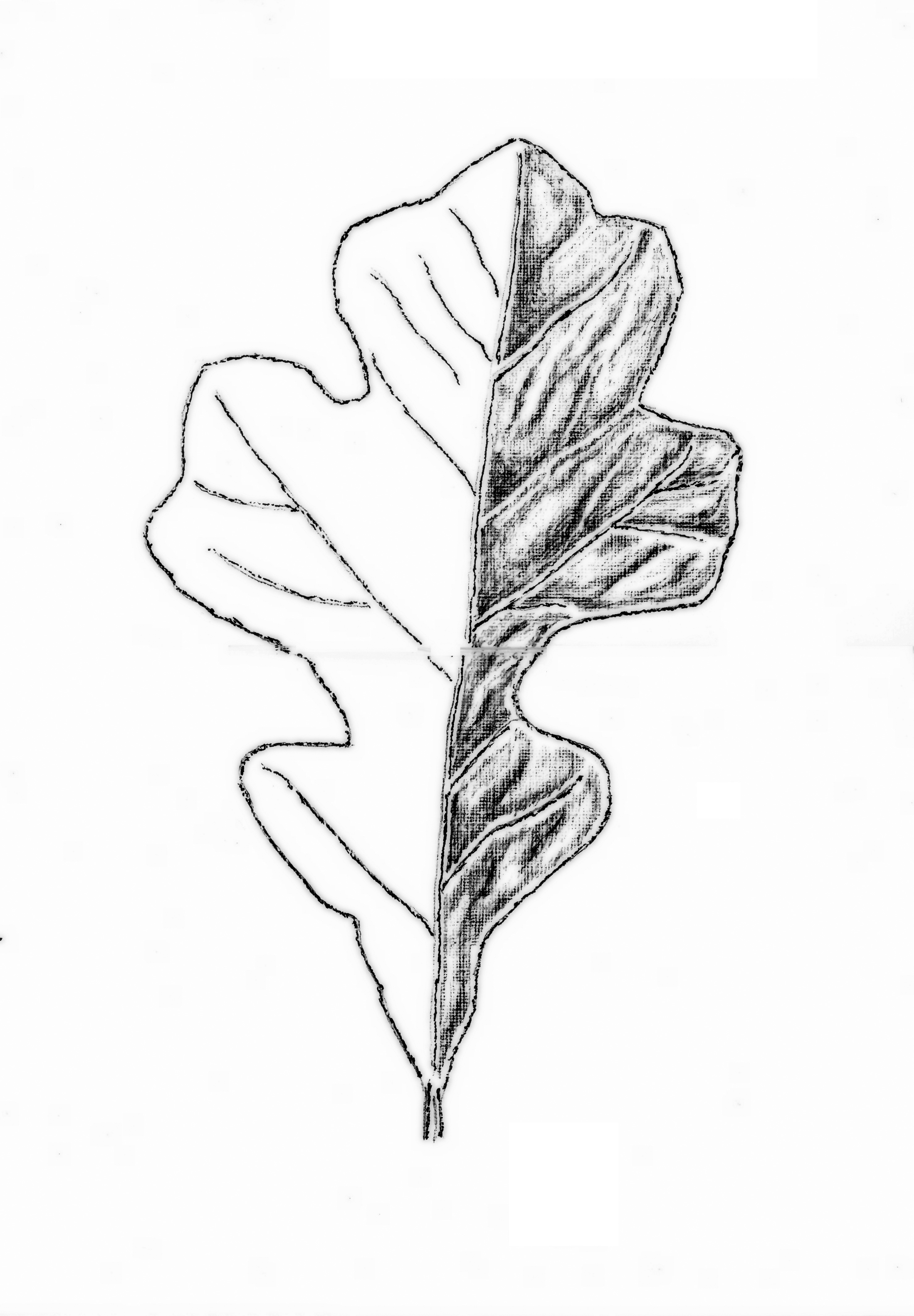 post oak – half leaf