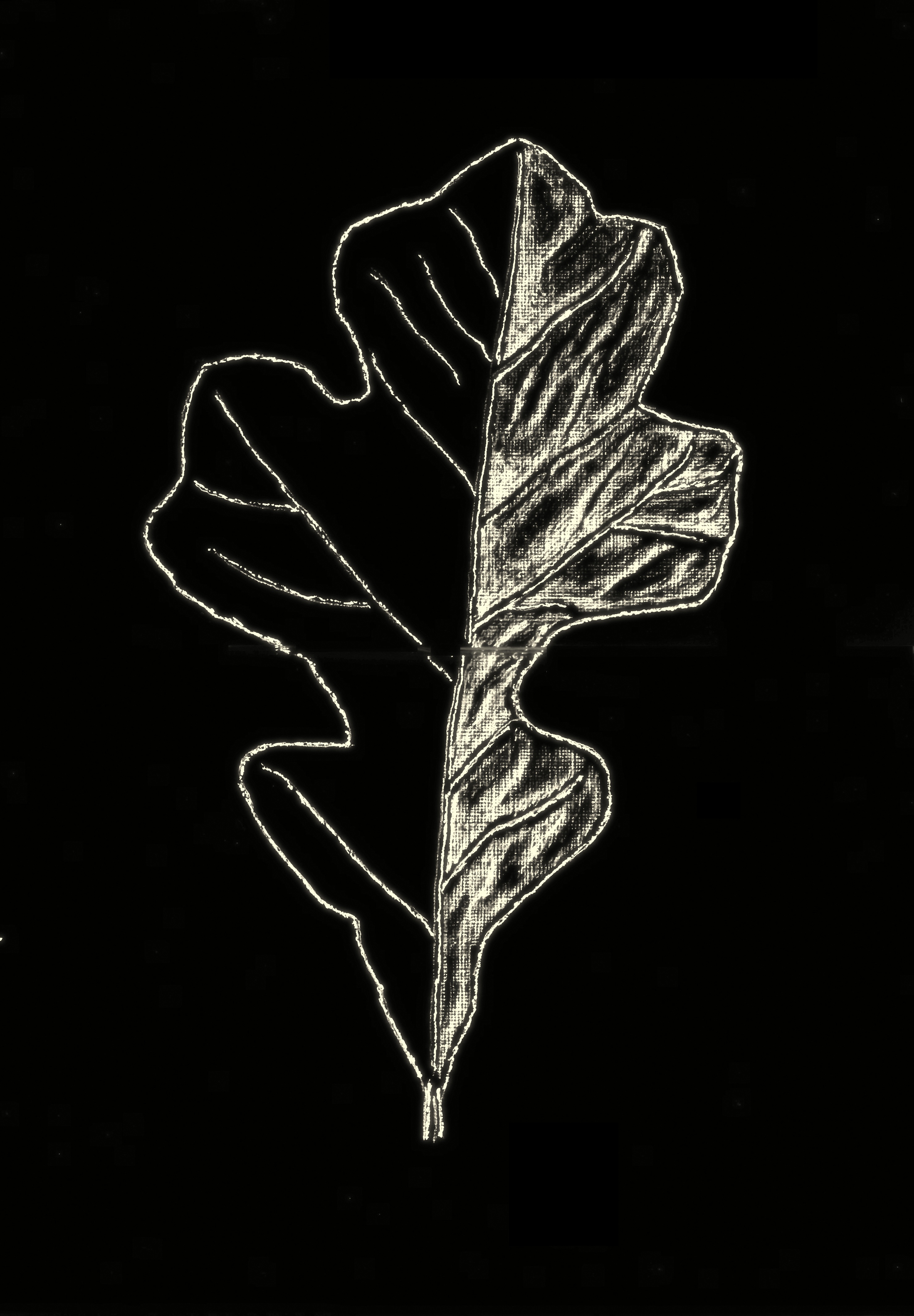 post oak – half leaf