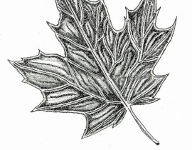 sugar maple – full leaf