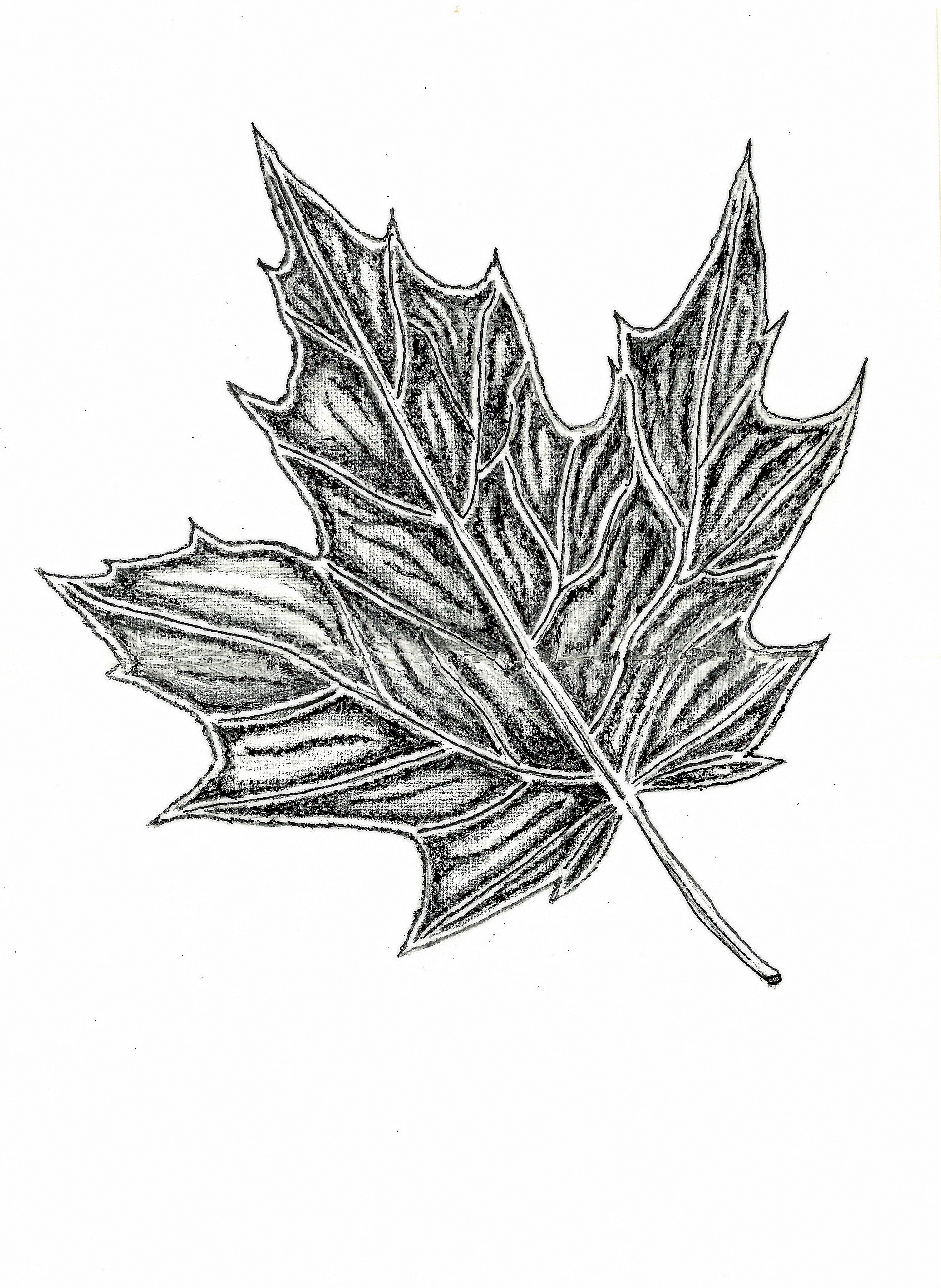 sugar maple – full leaf