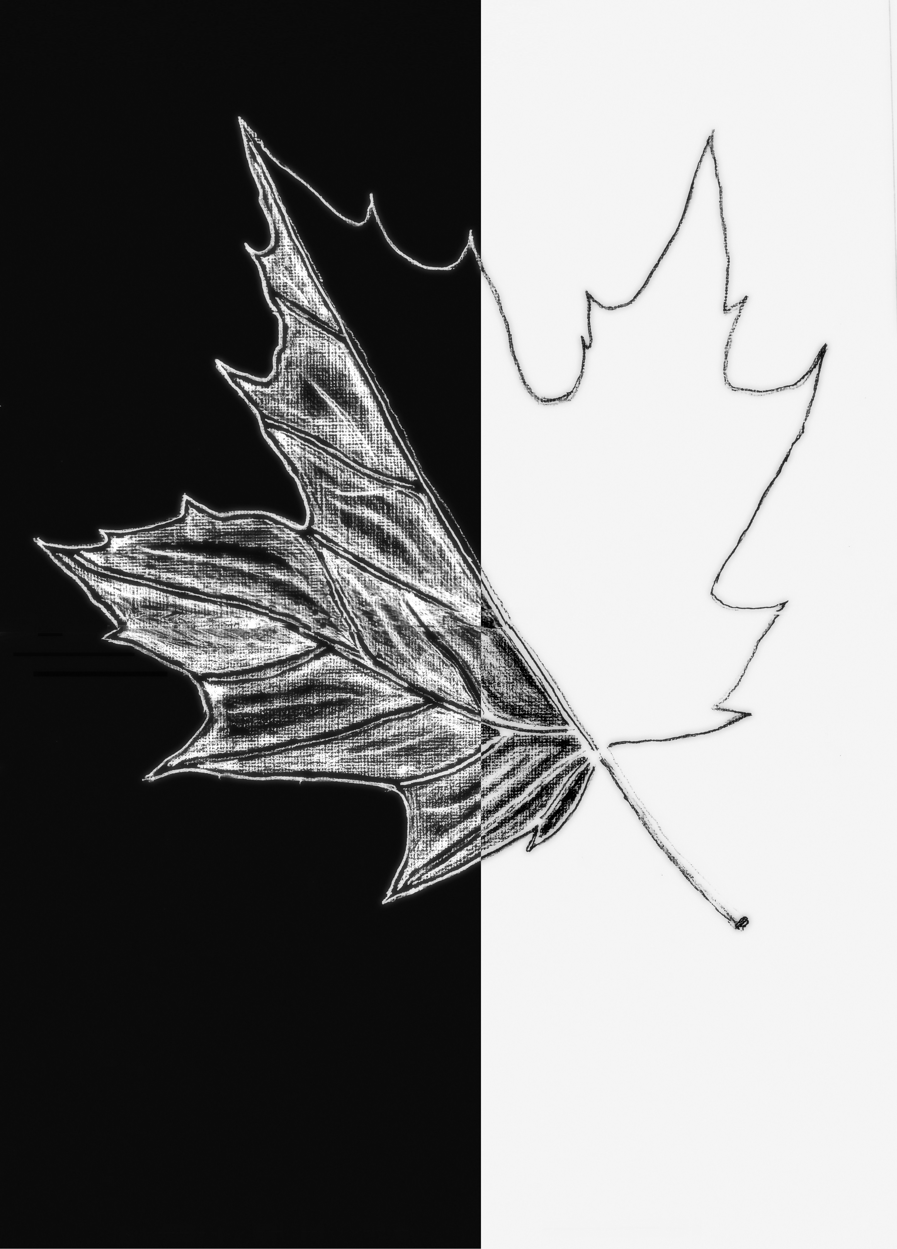 sugar maple – half leaf