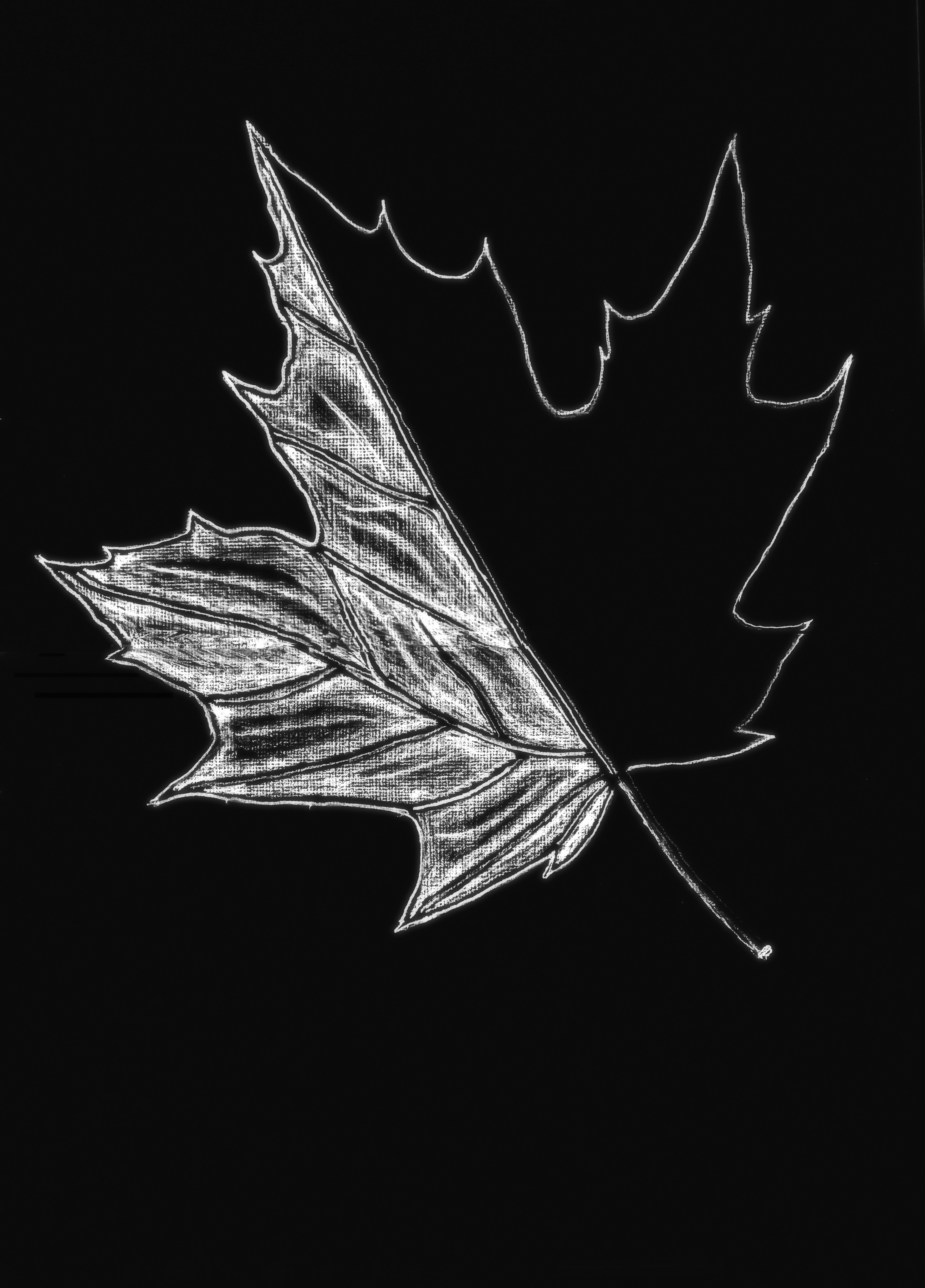 sugar maple – half leaf