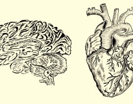 brain and heart, anatomical