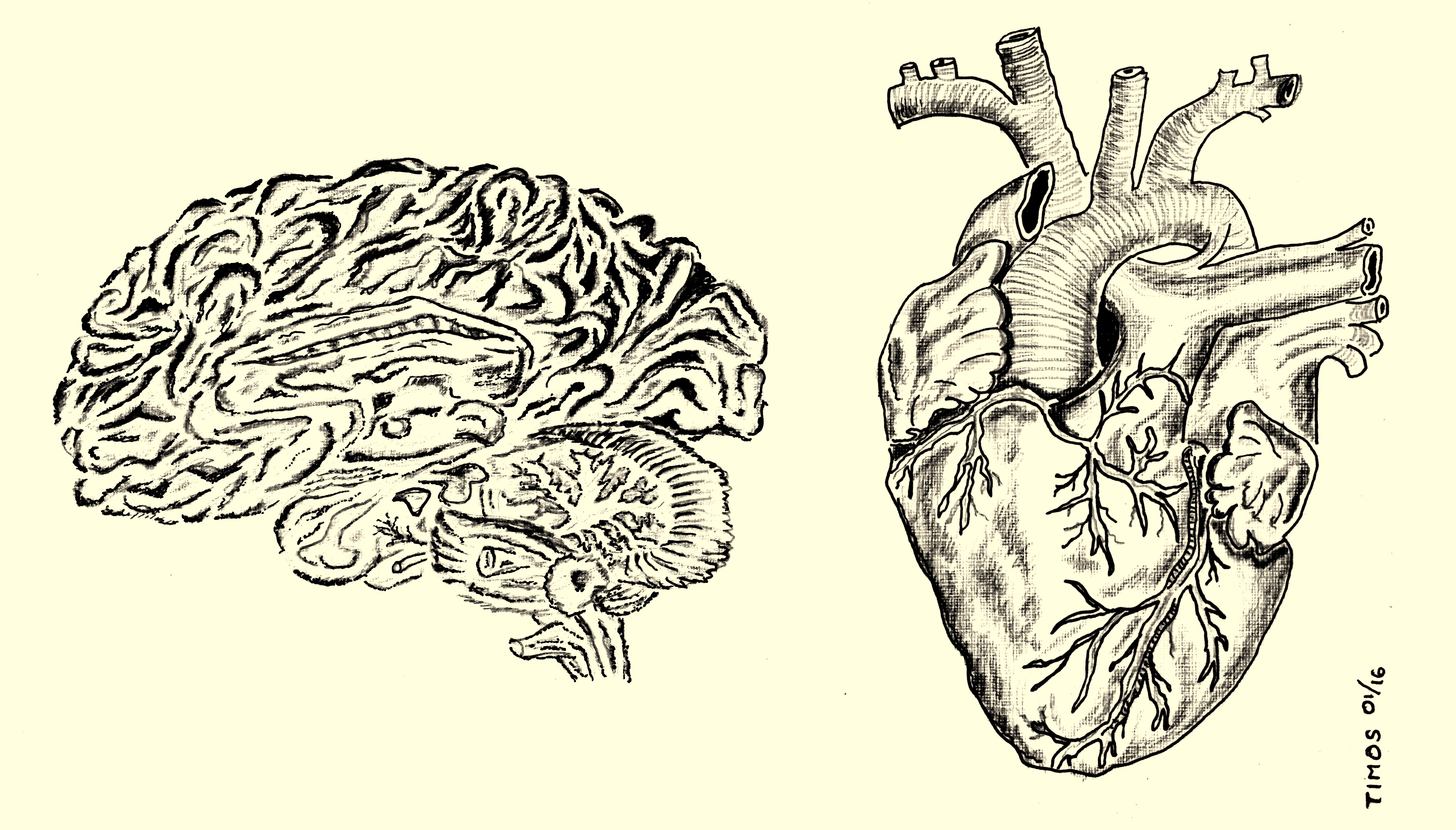 brain and heart, anatomical