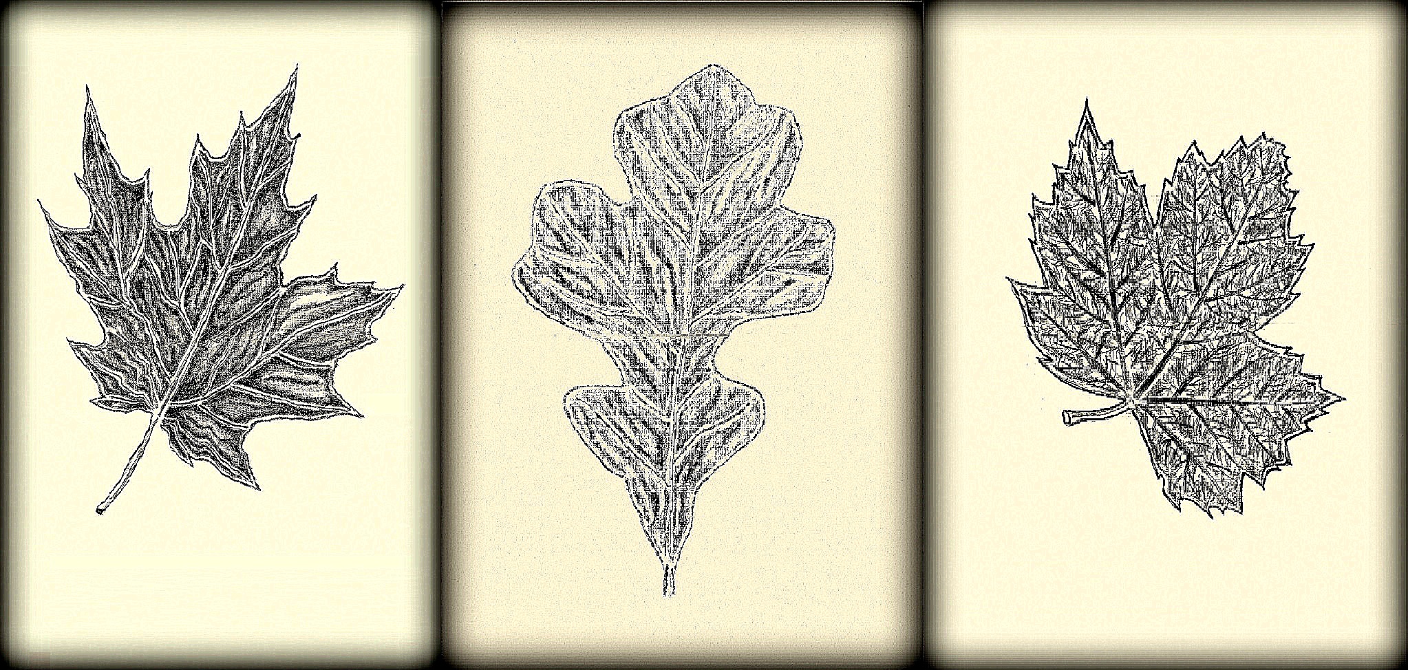 Fall leaves triptych