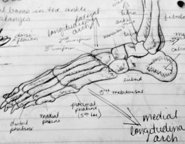 Anatomy  notes