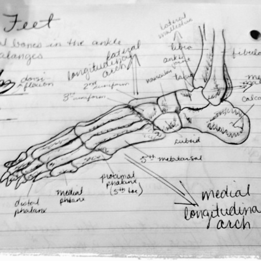 Anatomy  notes