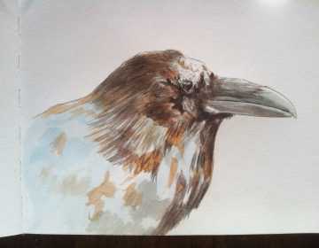 Portrait of a Raven
