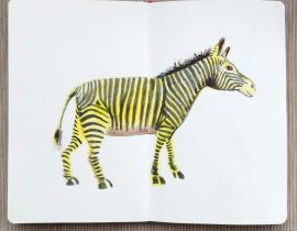 Zebra