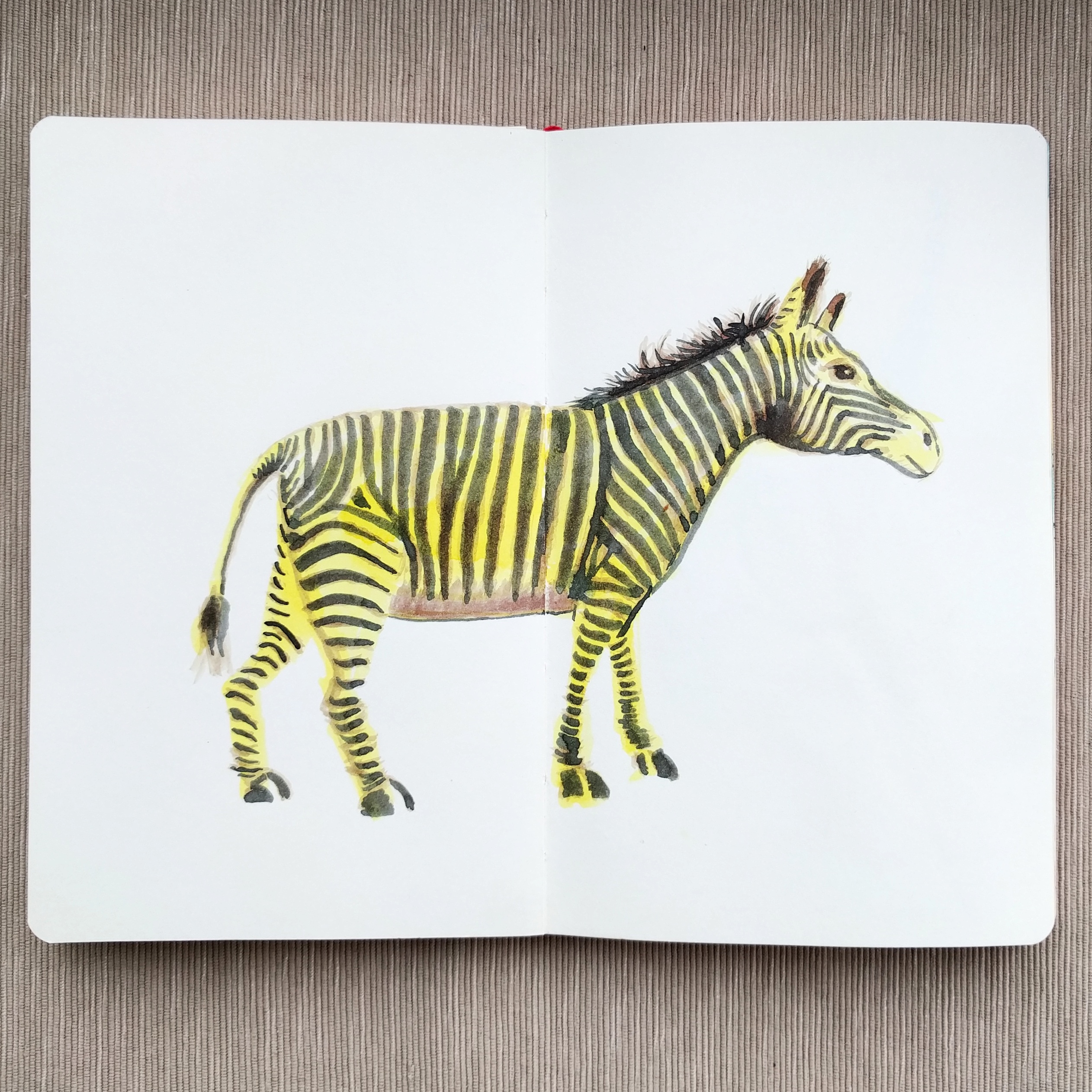 Zebra