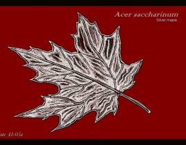 silver maple, full leaf